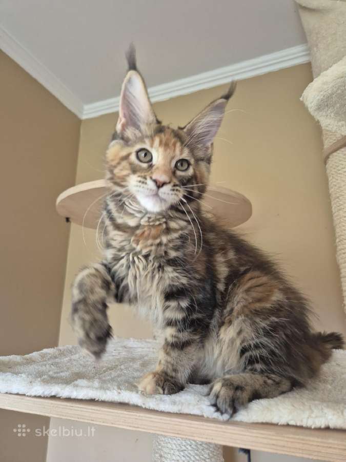 Mainecoon f22 - nuotraukos Nr. 2
