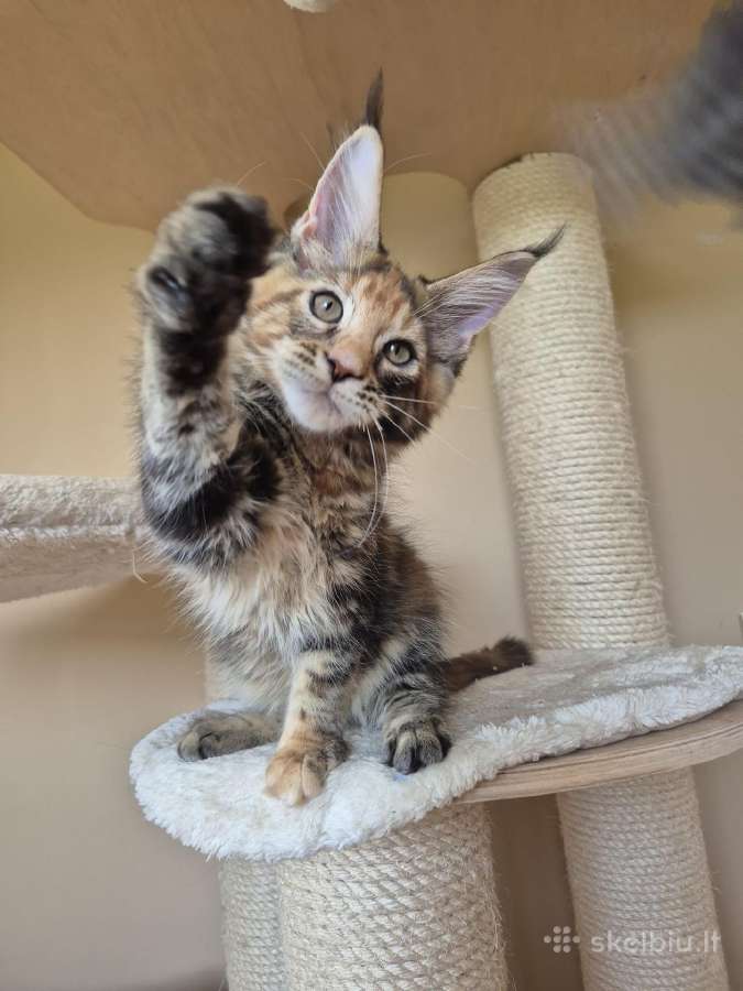 Mainecoon f22 - nuotraukos Nr. 3