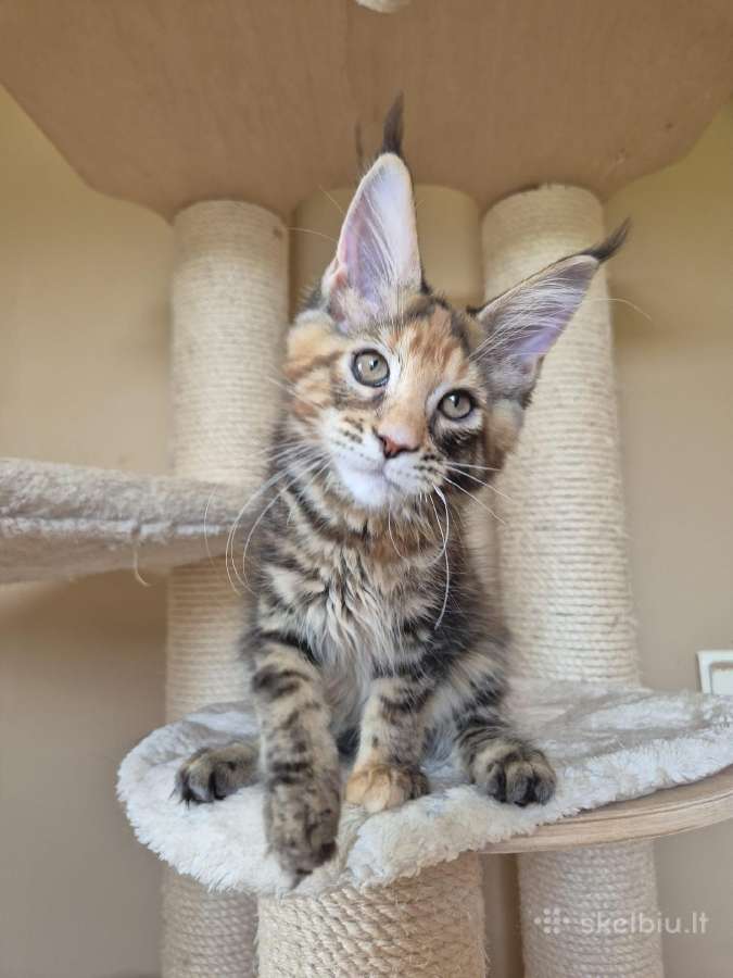Mainecoon f22 - nuotraukos Nr. 4