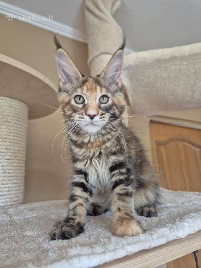 Mainecoon f22 - nuotraukos Nr. 5