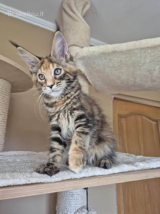 Mainecoon f22 - nuotraukos Nr. 6