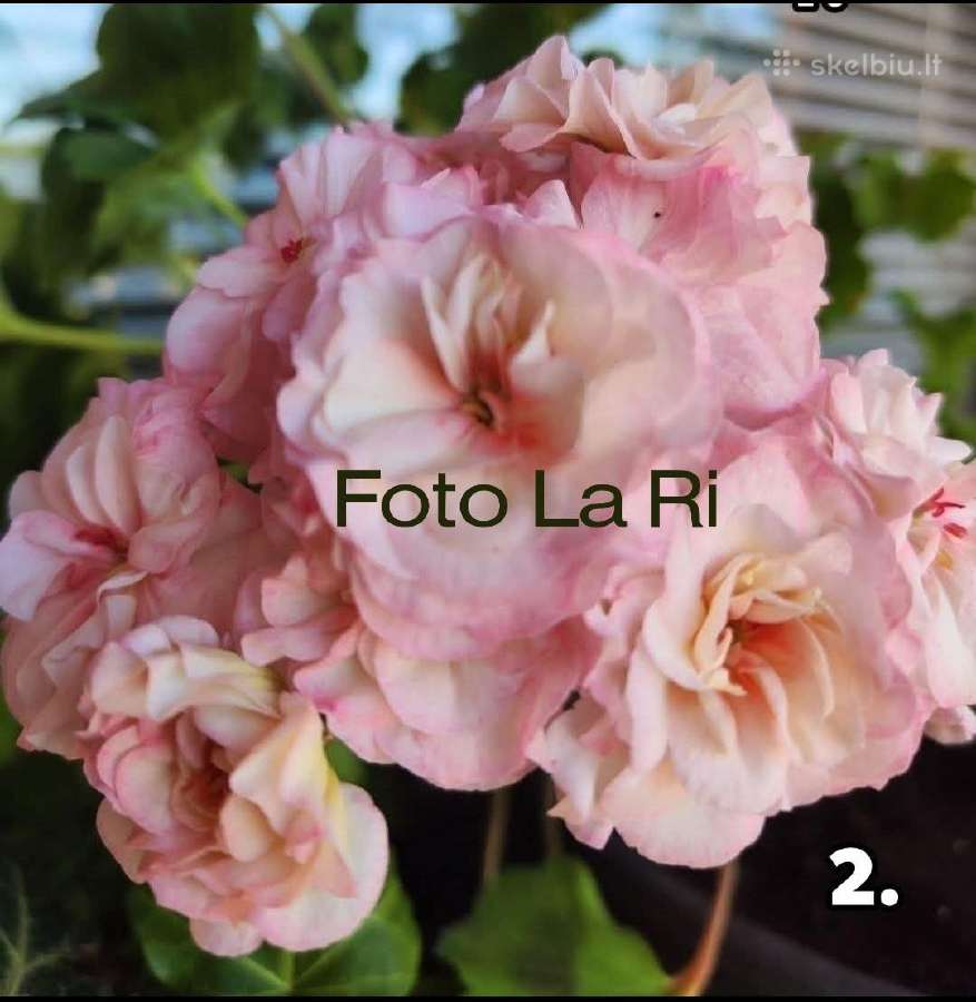Pelargonija - nuotraukos Nr. 4