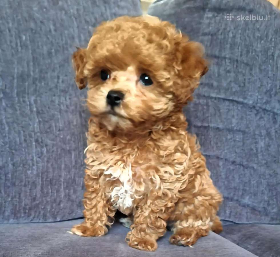 Maltipoo kalytės - nuotraukos Nr. 2