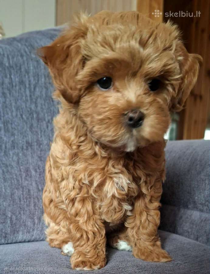 Maltipoo kalytės - nuotraukos Nr. 4