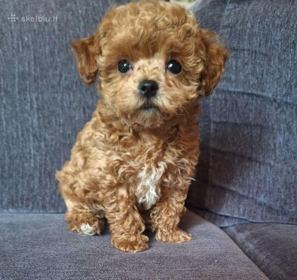 Maltipoo kalytės - nuotraukos Nr. 5