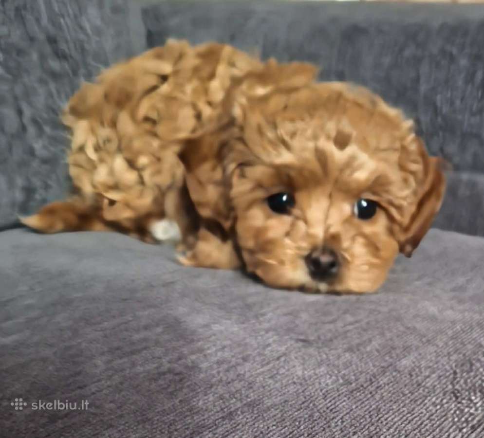 Maltipoo kalytės - nuotraukos Nr. 3