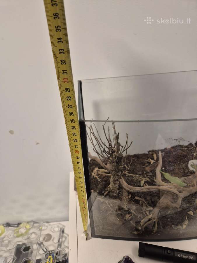 Akvariumas - nuotraukos Nr. 7