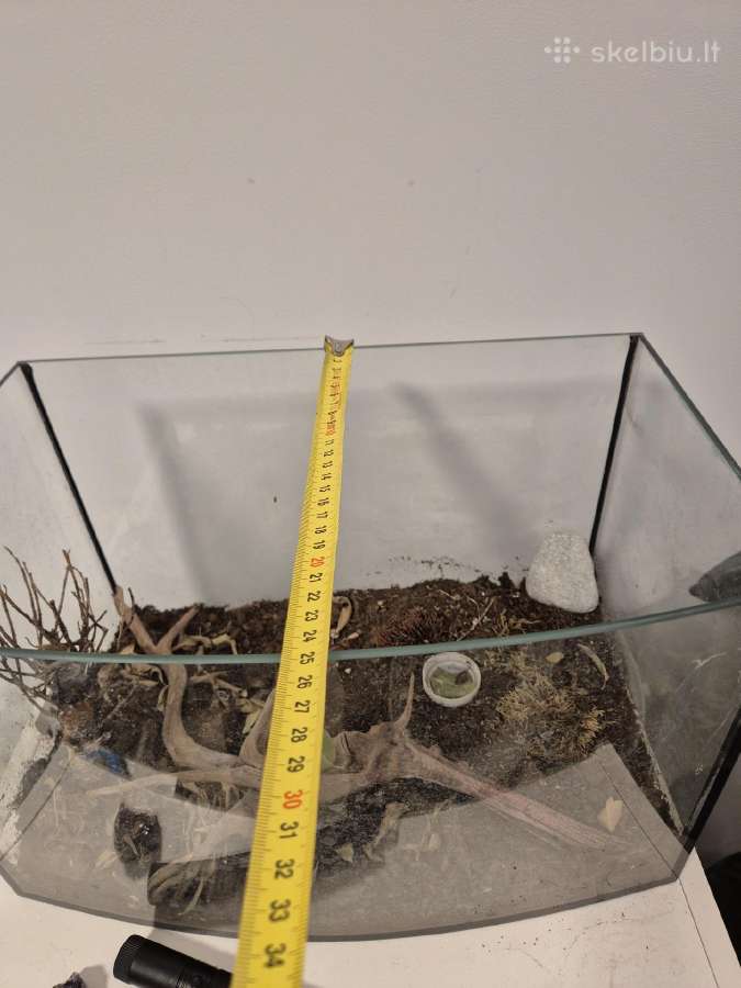 Akvariumas - nuotraukos Nr. 8