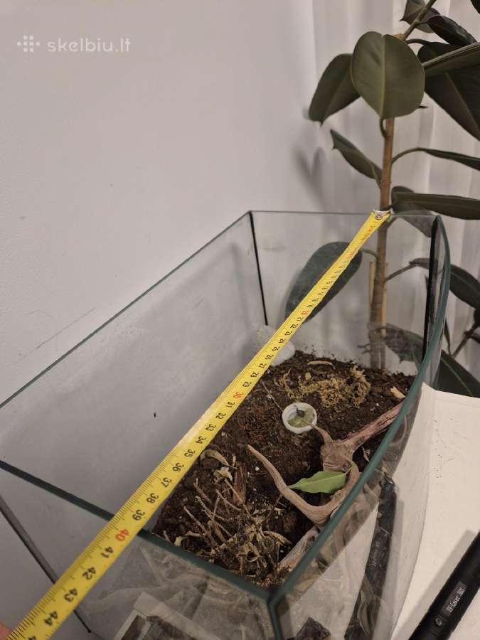 Akvariumas - nuotraukos Nr. 9