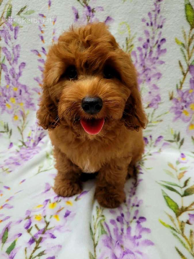 Cavapoo - nuotraukos Nr. 2