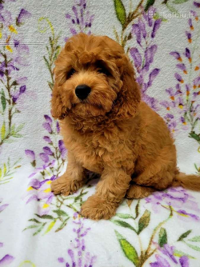 Cavapoo - nuotraukos Nr. 5