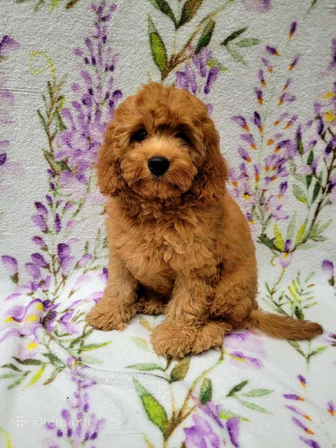 Cavapoo - nuotraukos Nr. 8