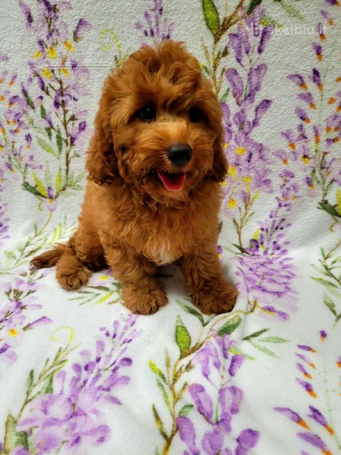 Cavapoo - nuotraukos Nr. 4