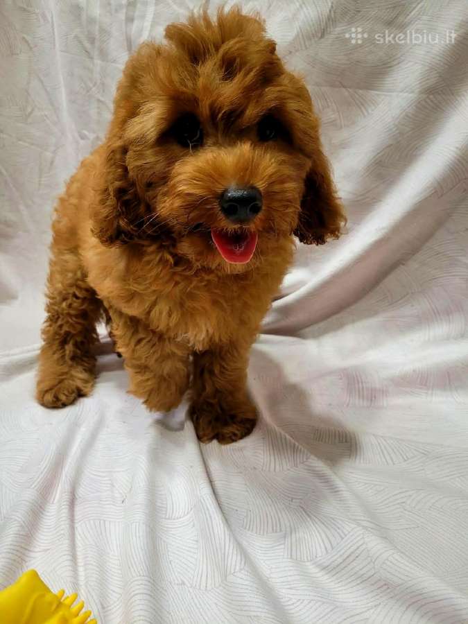 Cavapoo - nuotraukos Nr. 10