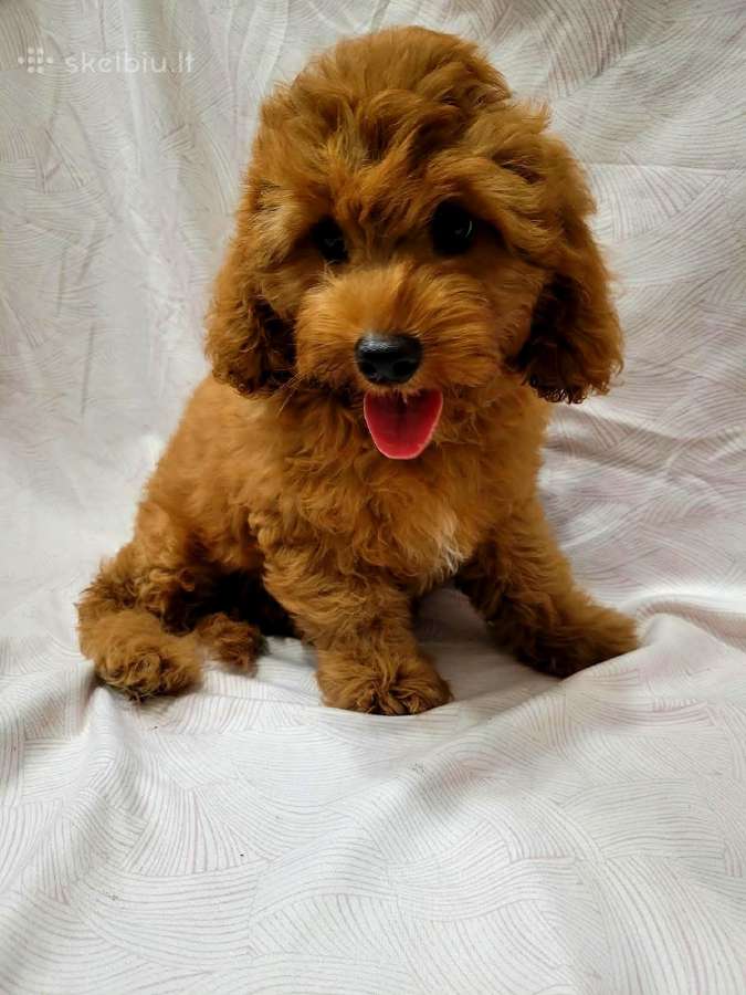 Cavapoo - nuotraukos Nr. 12