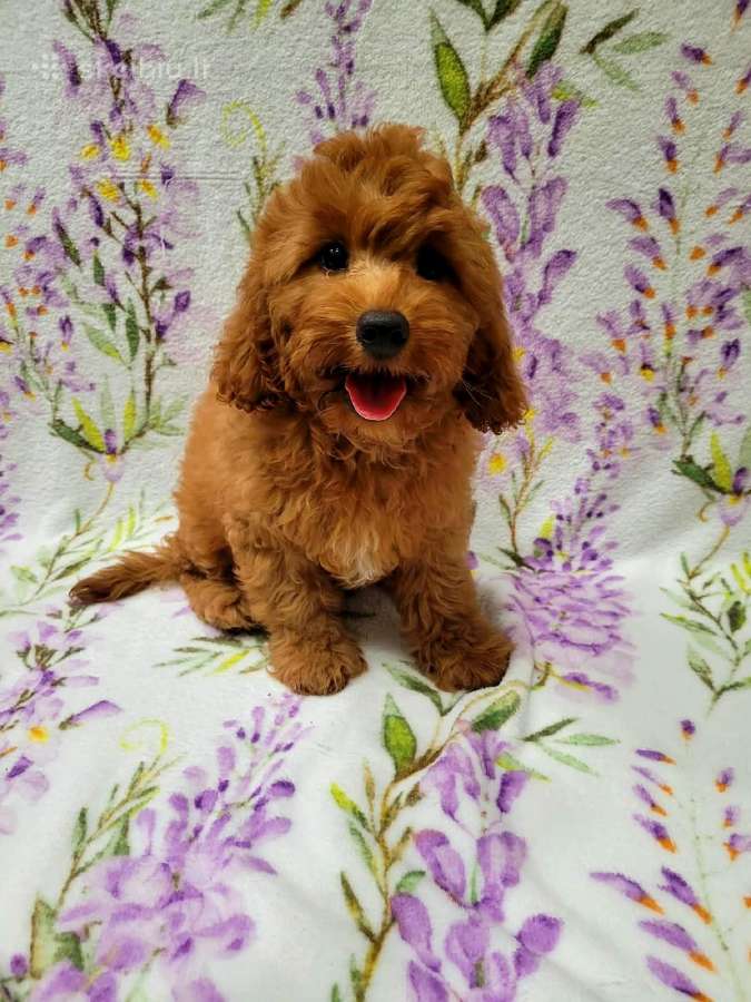 Cavapoo - nuotraukos Nr. 7