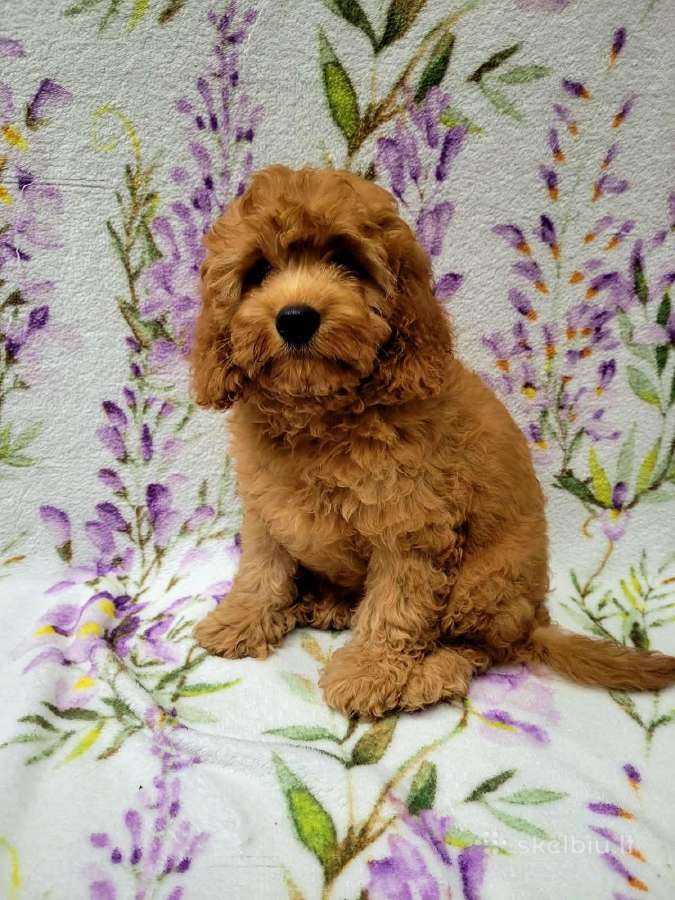 Cavapoo - nuotraukos Nr. 14