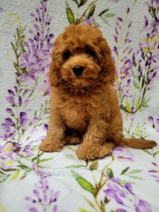 Cavapoo - nuotraukos Nr. 16