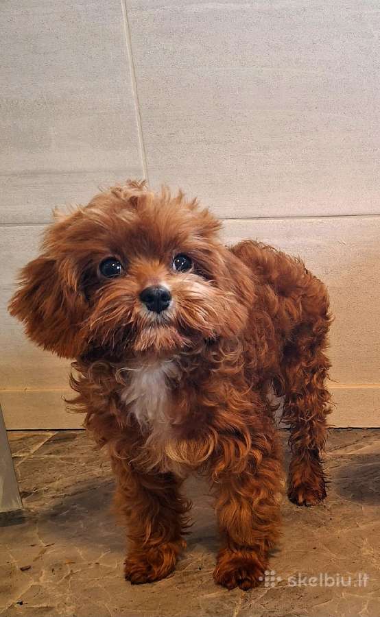 Cavapoo - nuotraukos Nr. 17