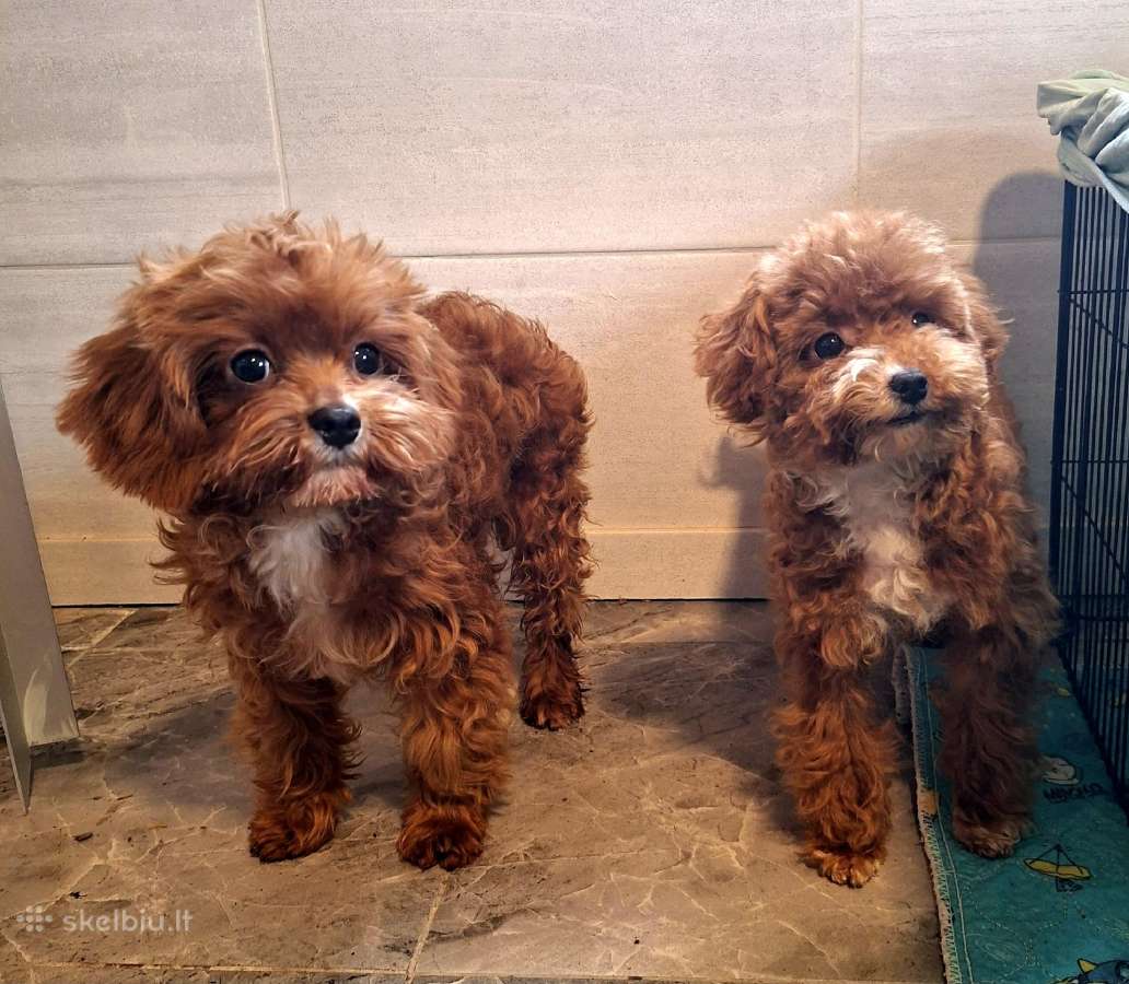 Cavapoo - nuotraukos Nr. 18