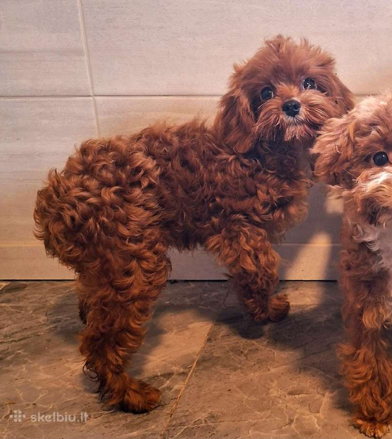 Cavapoo - nuotraukos Nr. 20