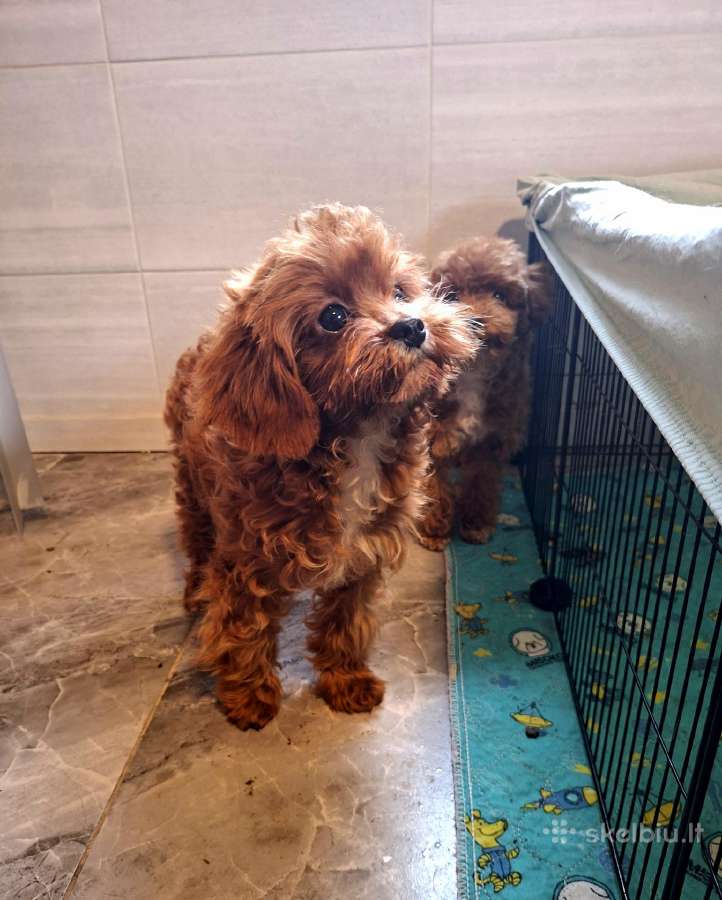 Cavapoo - nuotraukos Nr. 22