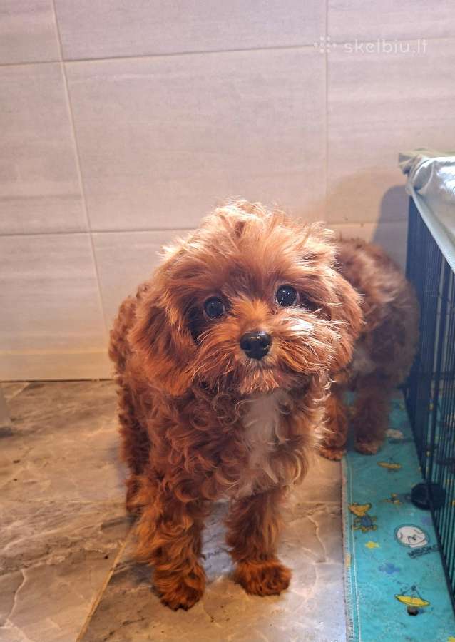 Cavapoo - nuotraukos Nr. 23