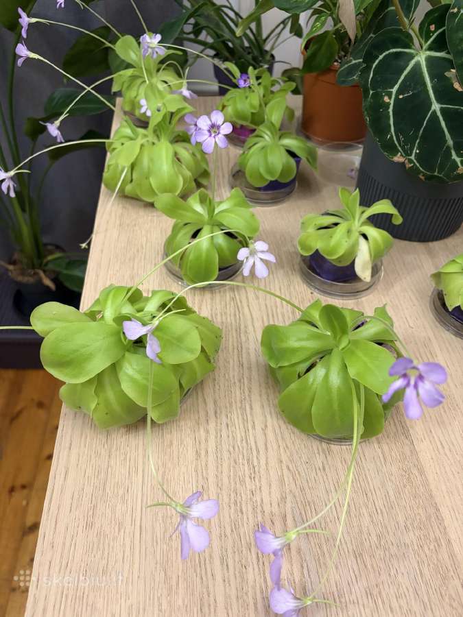 Morano tuklės (Pinguicula moranensis) - nuotraukos Nr. 2