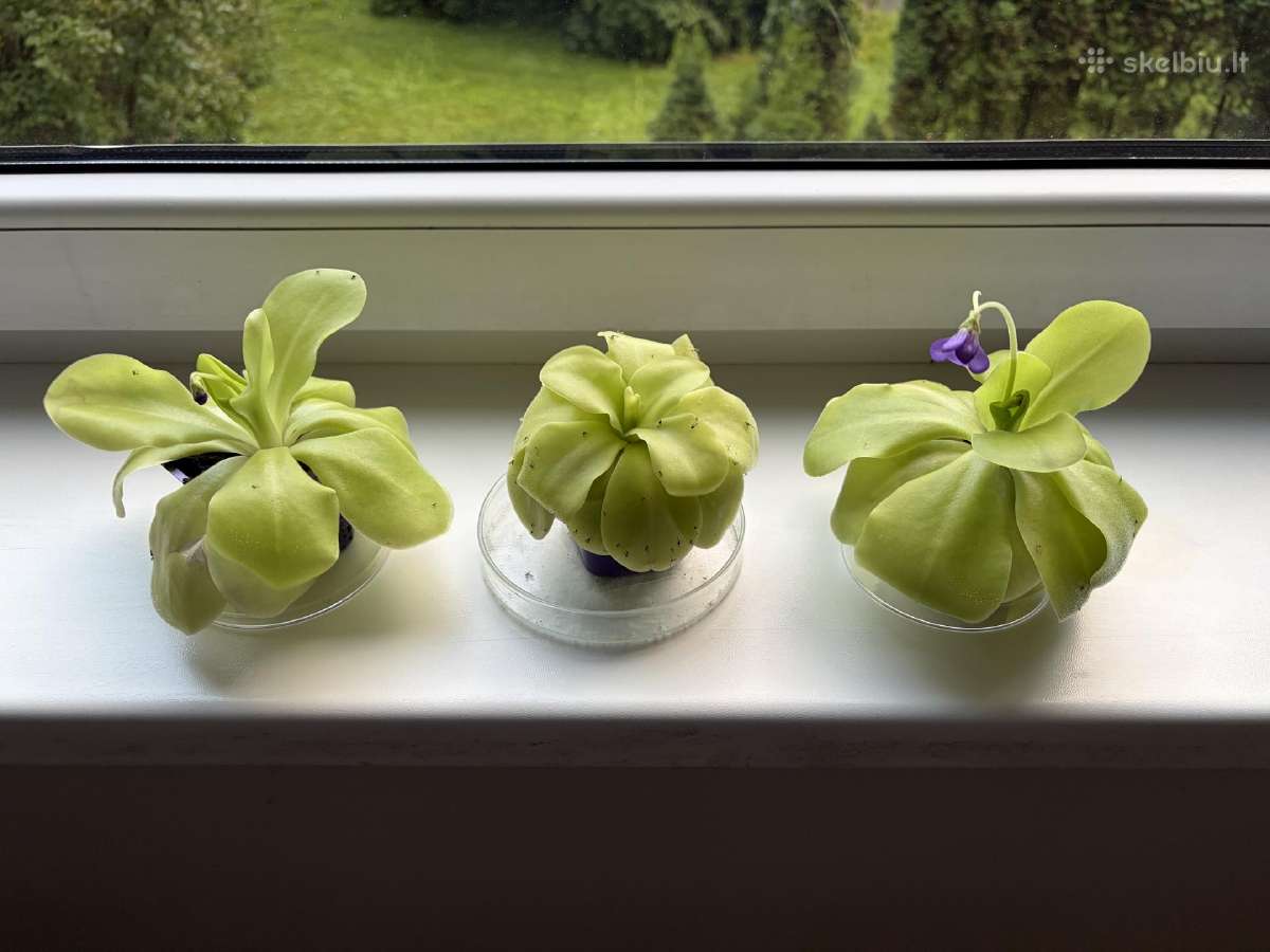 Morano tuklės (Pinguicula moranensis) - nuotraukos Nr. 3