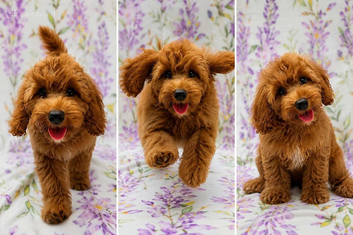 Cavapoo - nuotraukos Nr. 3
