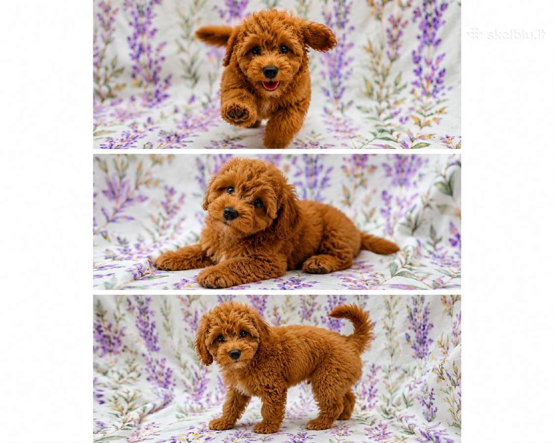 Cavapoo - nuotraukos Nr. 9
