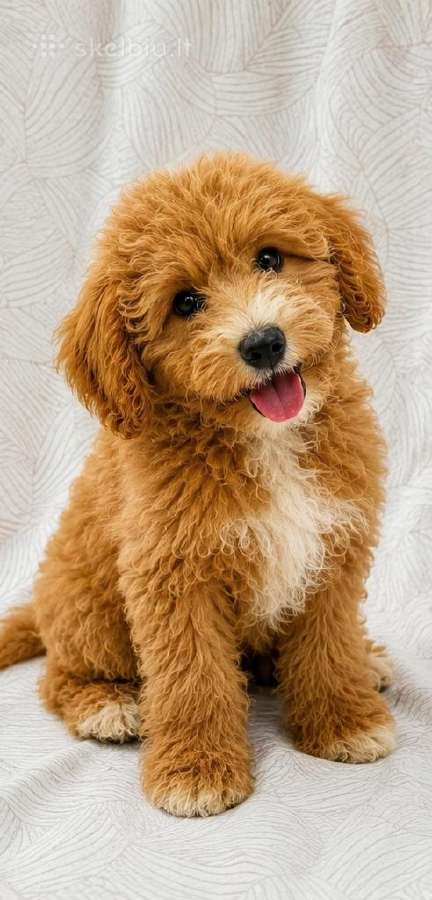 Cavapoo - nuotraukos Nr. 11