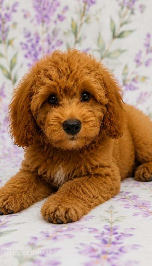 Cavapoo - nuotraukos Nr. 13