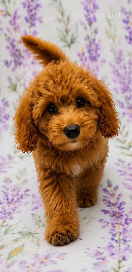 Cavapoo - nuotraukos Nr. 19