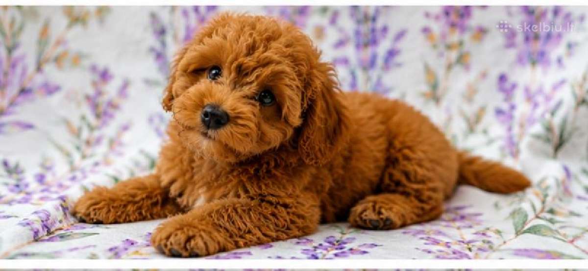 Cavapoo - nuotraukos Nr. 15