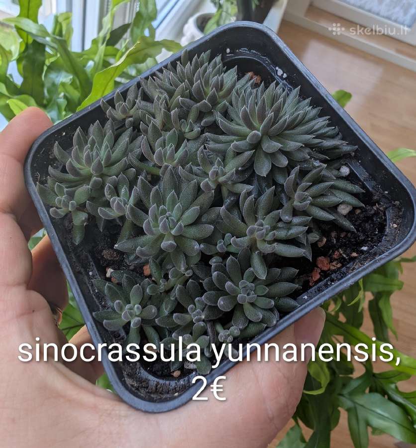 Sukulentai ceropegia, gasteria, haworthia ir kiti - nuotraukos Nr. 2