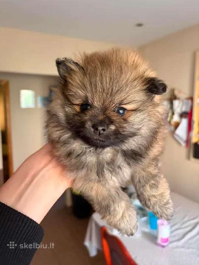 Parduodamos Pomeranijos špicų mergaitės - nuotraukos Nr. 3