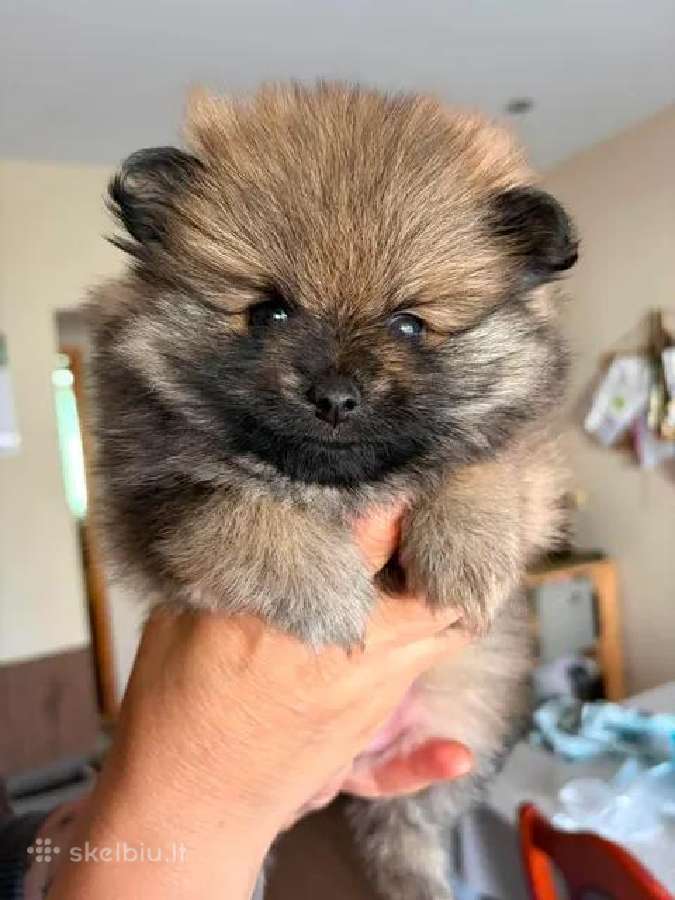 Parduodamos Pomeranijos špicų mergaitės - nuotraukos Nr. 4