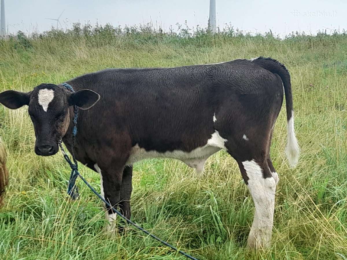 Veršeliai - nuotraukos Nr. 3