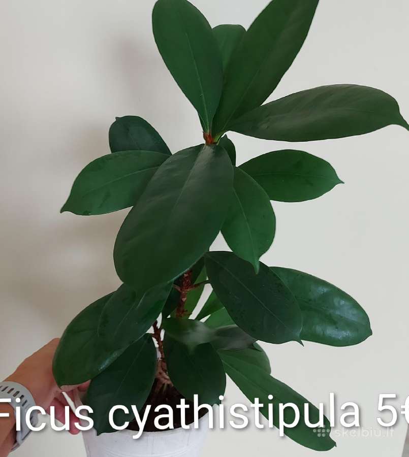 Ilgai auginti augala - nuotraukos Nr. 16
