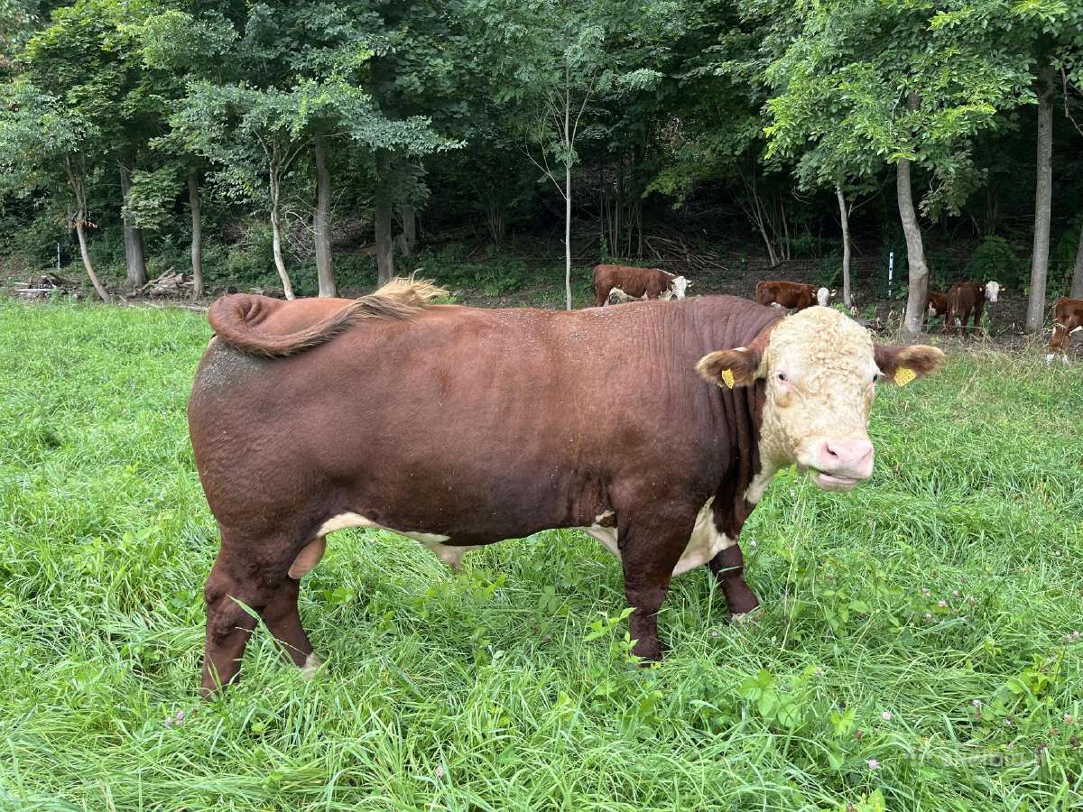 Parduodamas grynaveislis Hereford bulius reprodukt - nuotraukos Nr. 4