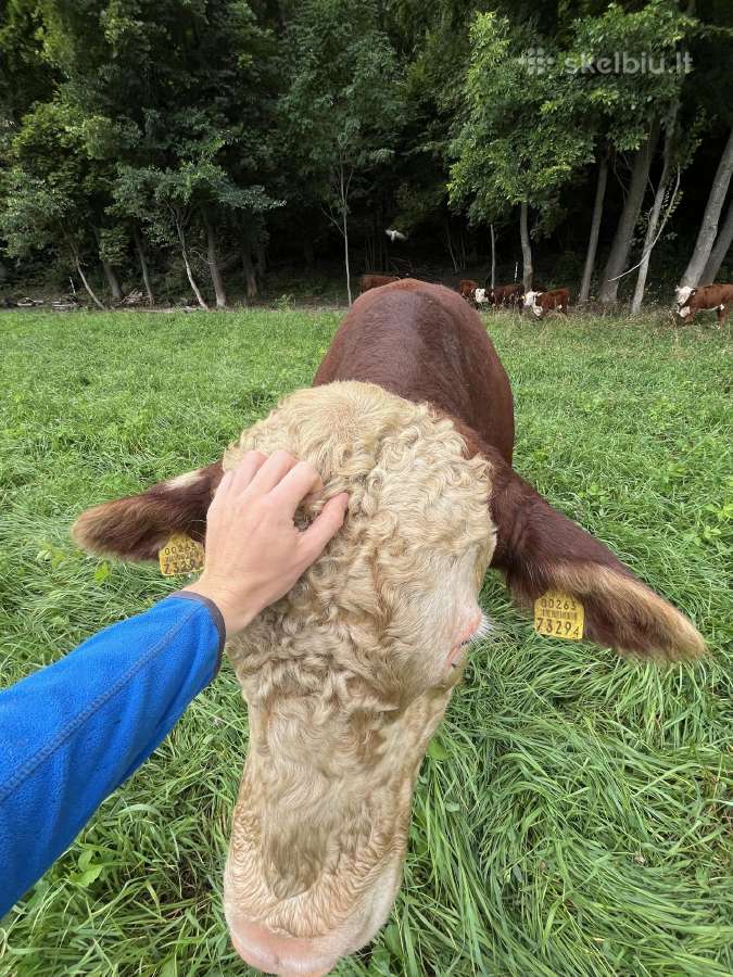 Parduodamas grynaveislis Hereford bulius reprodukt - nuotraukos Nr. 5