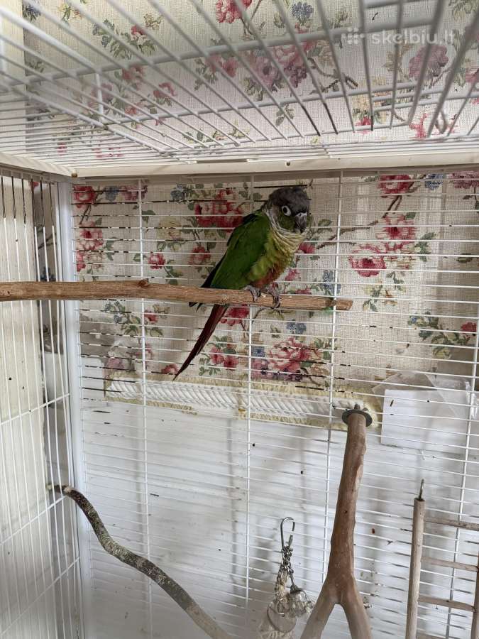 Pyrrhura molinae Raudonuodegė papūga - nuotraukos Nr. 2