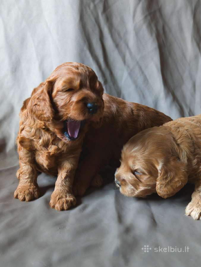 Cockapoo - nuotraukos Nr. 2