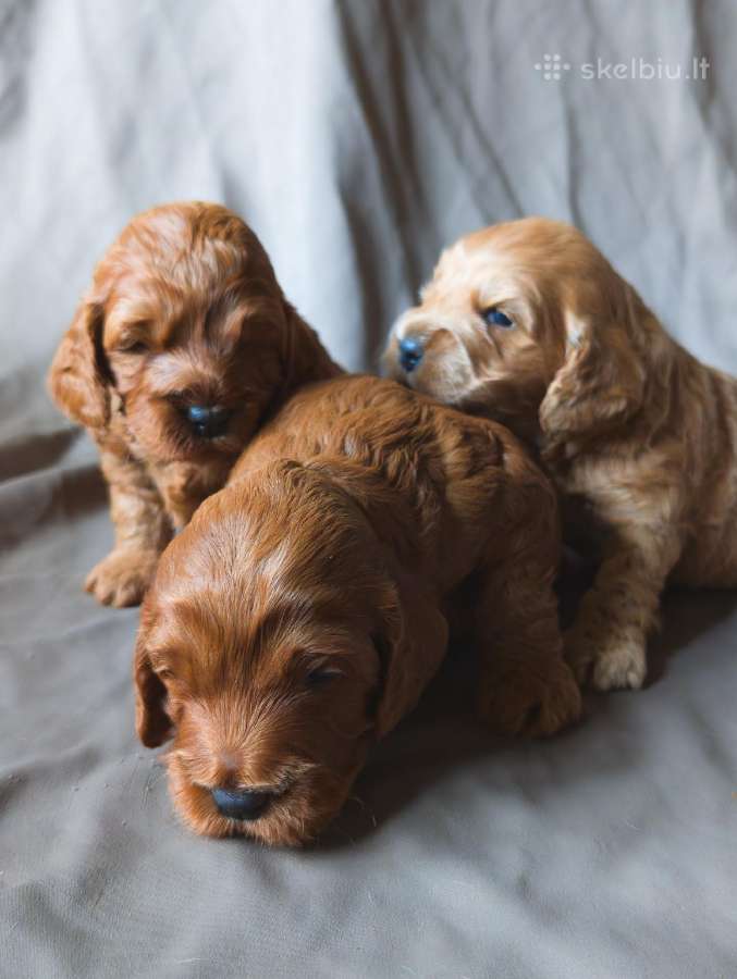 Cockapoo - nuotraukos Nr. 3