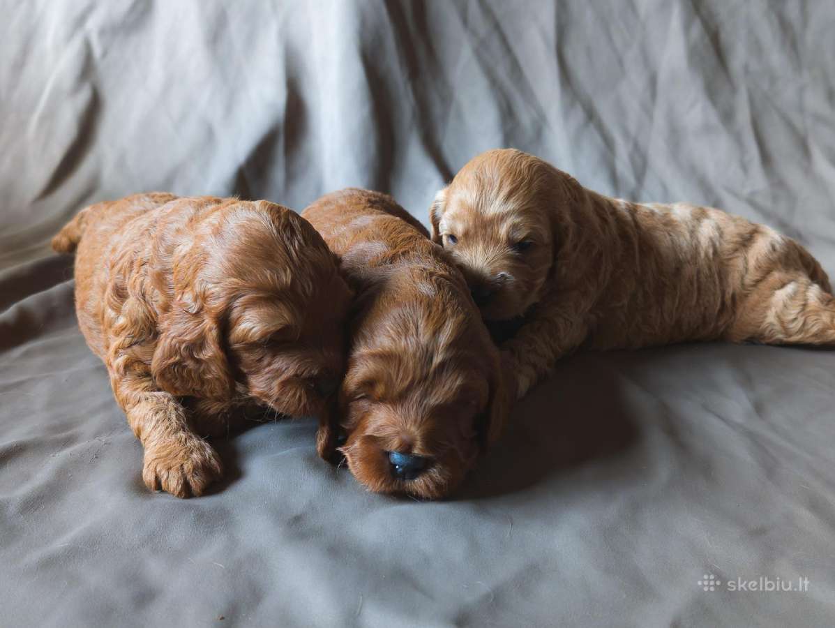 Cockapoo - nuotraukos Nr. 4
