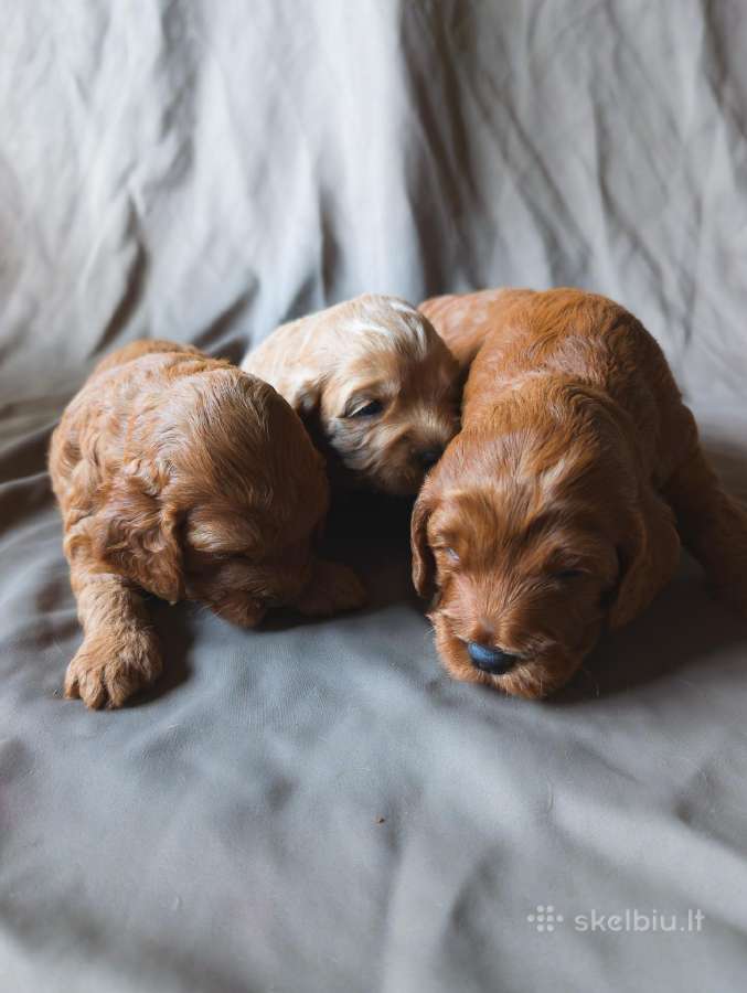 Cockapoo - nuotraukos Nr. 5
