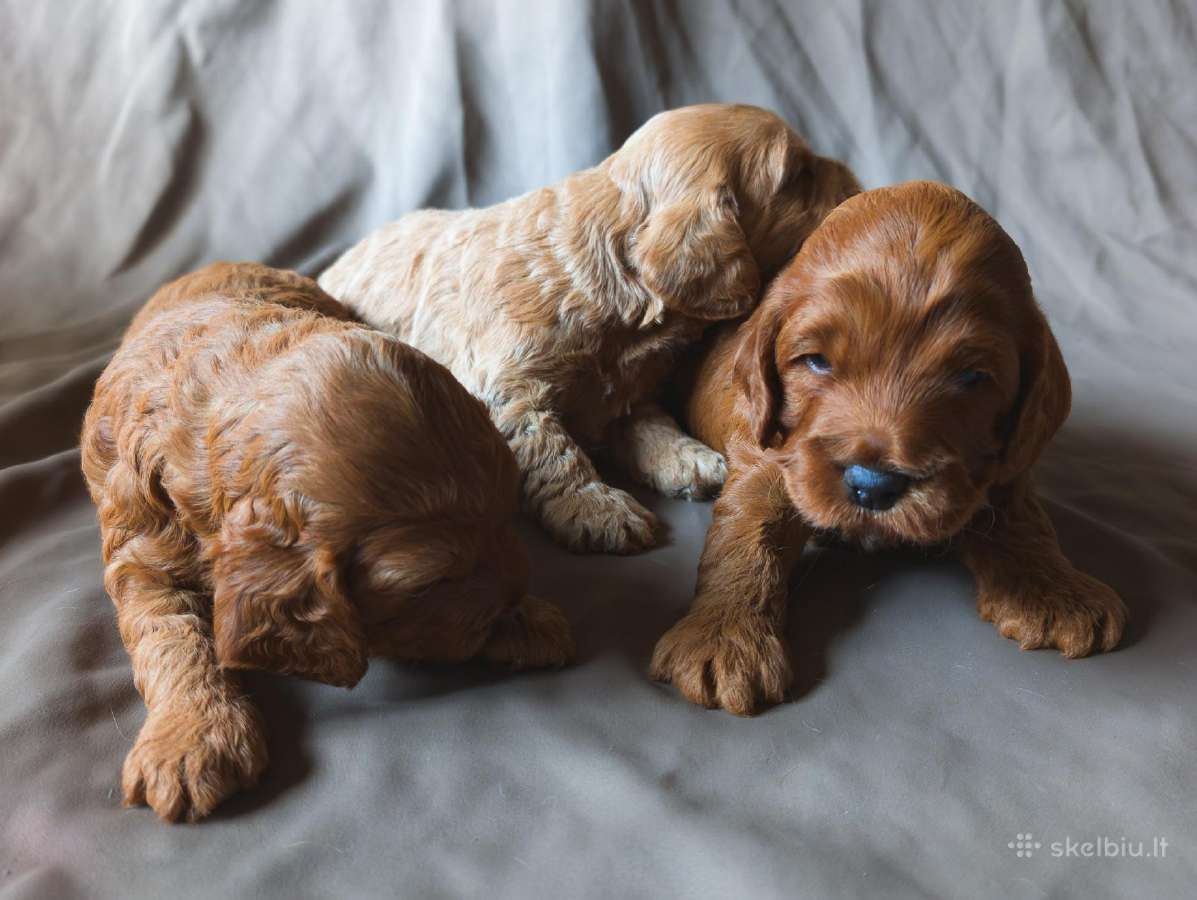 Cockapoo - nuotraukos Nr. 6