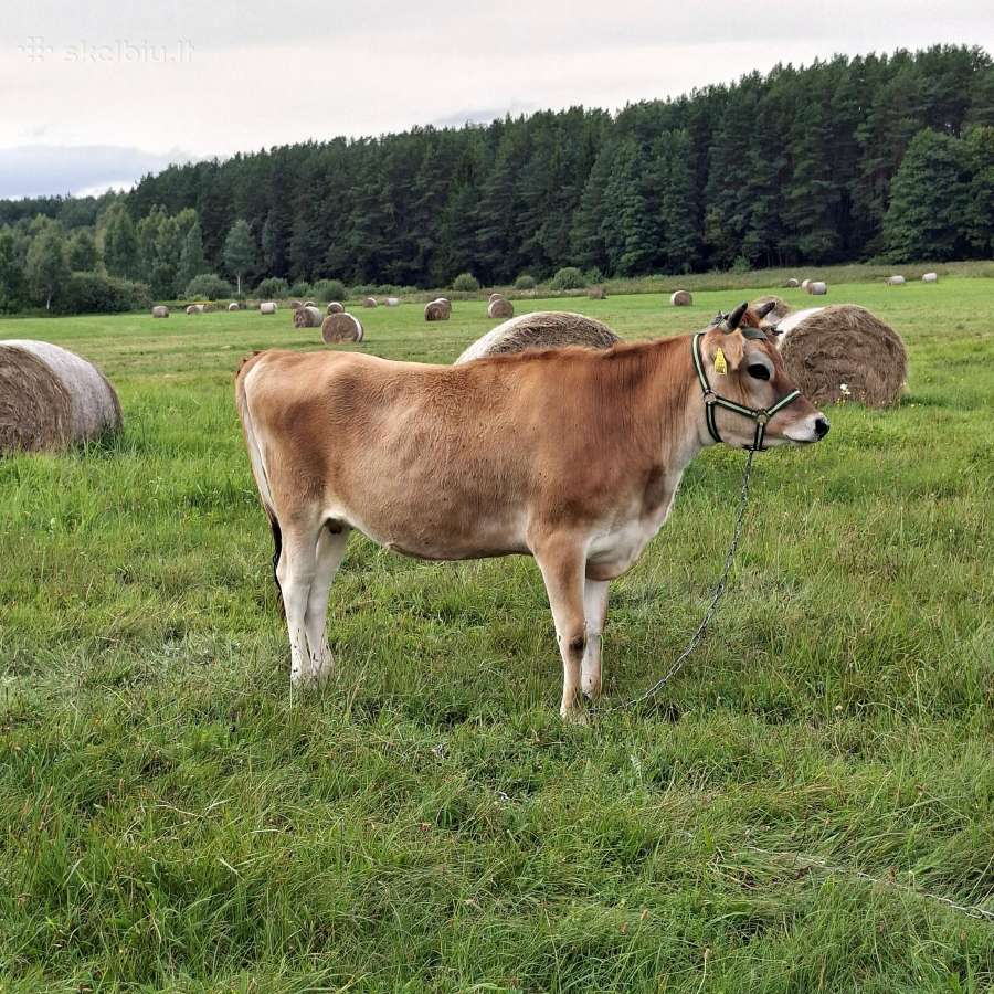 Parduodama 100% džersio telyčia - nuotraukos Nr. 2