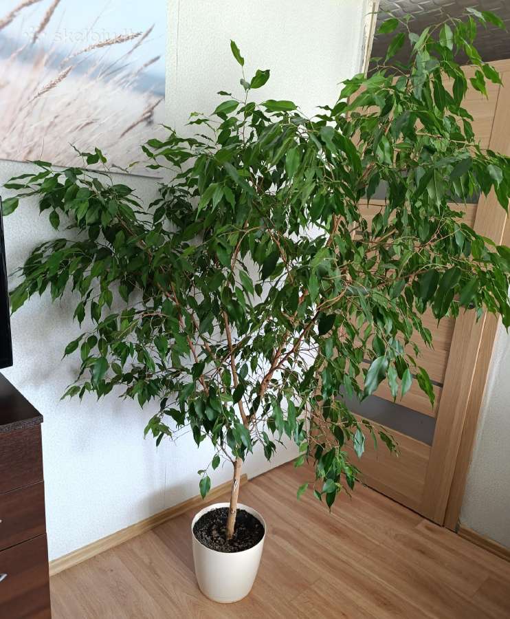 Parduodamas fikusas 170 cm - nuotraukos Nr. 2